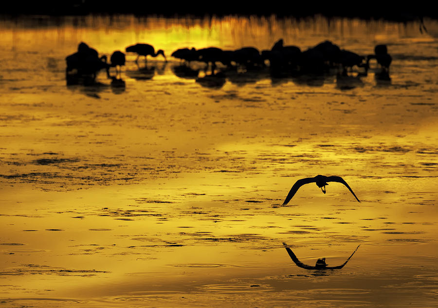 wetlands with birds scene