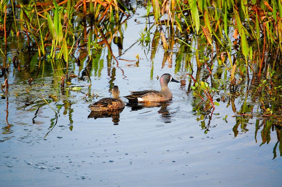 wet meadow bird habitat