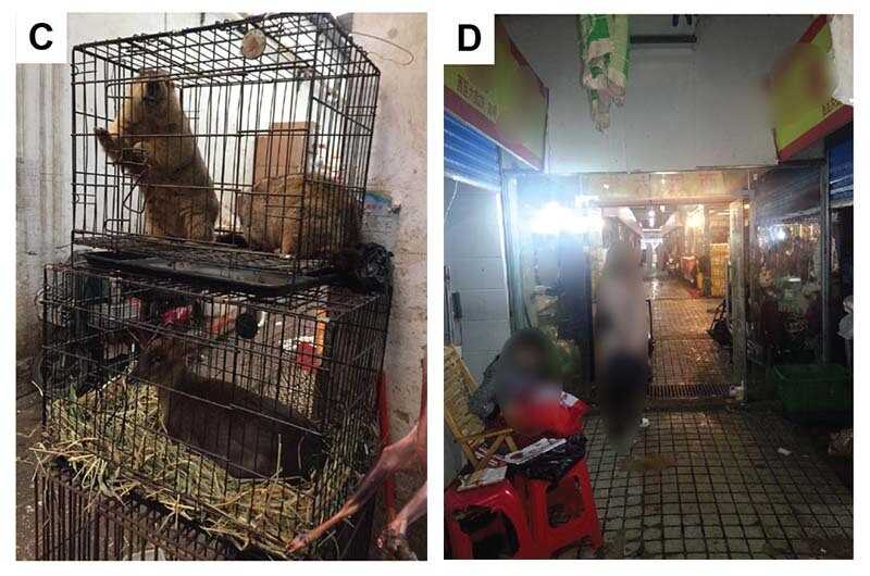 wildlife market, laboratory, virology