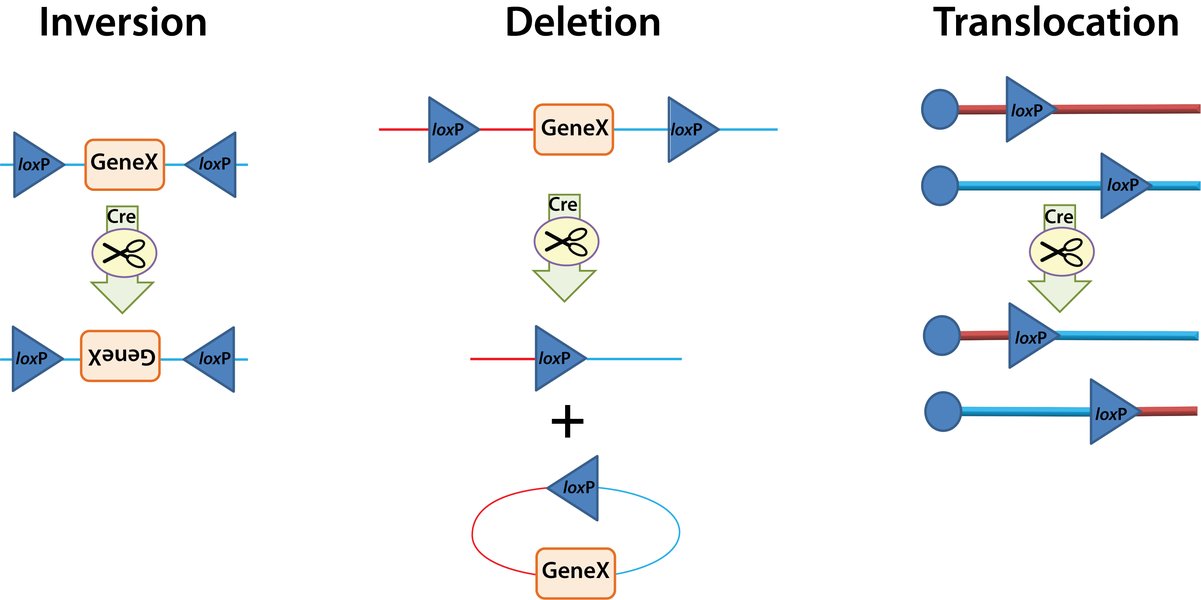 A diagram illustrating the Cre-Lox recombination process leading to gene inversion.