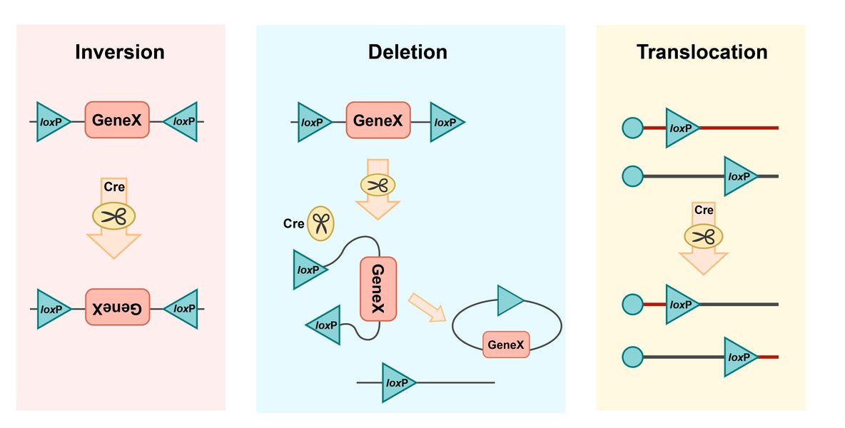 cre-lox-recombination-brainbow-dio-do-9fde14xm