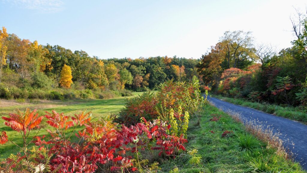 scenic view of community outreach and greenery