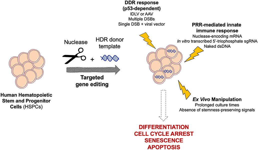 Esquema general de edición génica en células madre hematopoyéticas