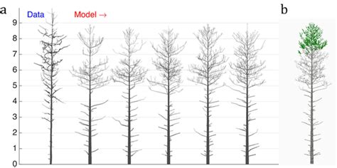 tree growth on grid
