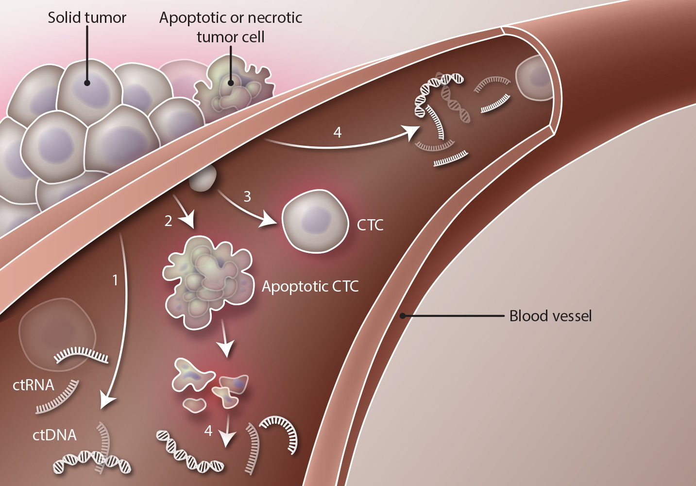 cancer tumor cells blood biopsy