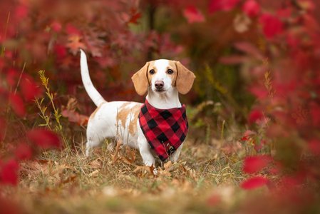 dog photography outdoors
