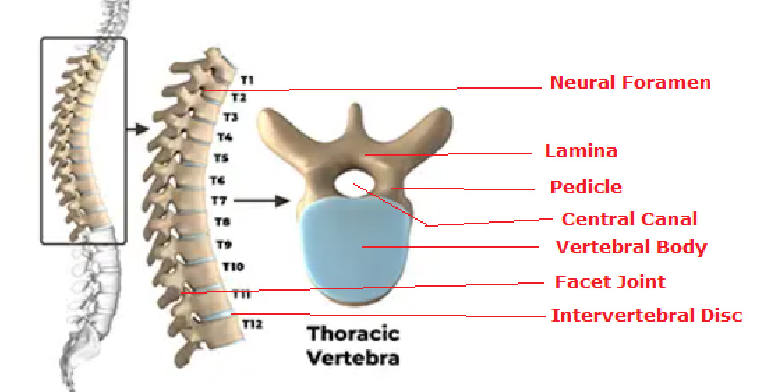 thoracic spine anatomy