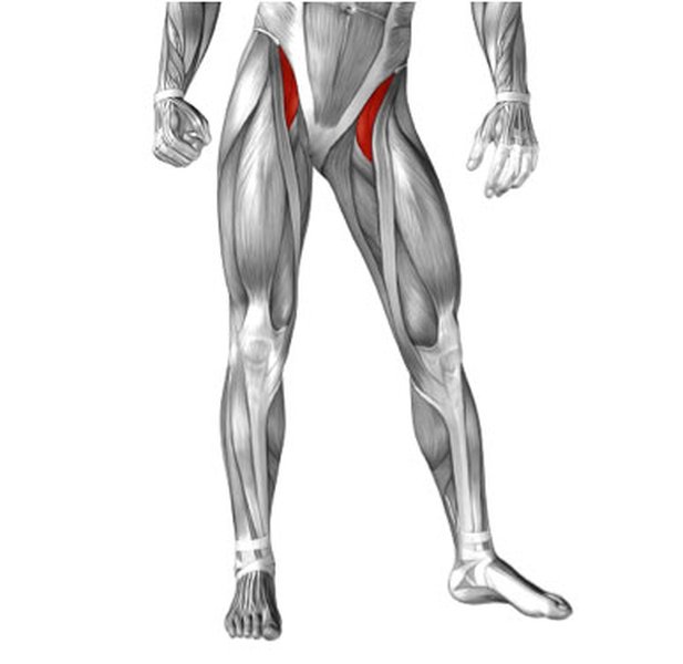 Anatomical illustration focusing on gluteal muscles
