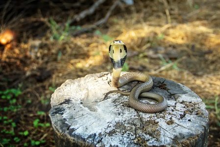 wildlife dangerous animals scenery