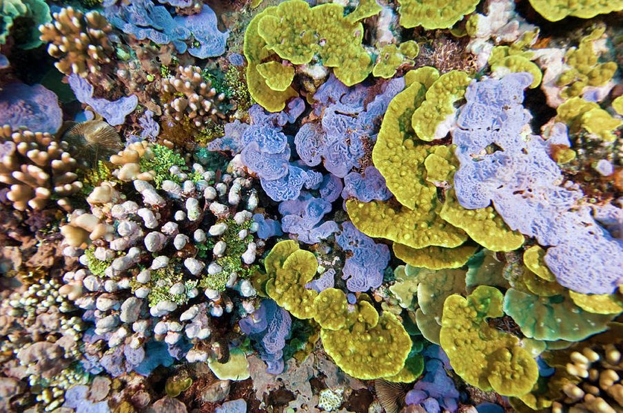 A vibrant coral reef teeming with diverse marine life, including various types of coral and fish.