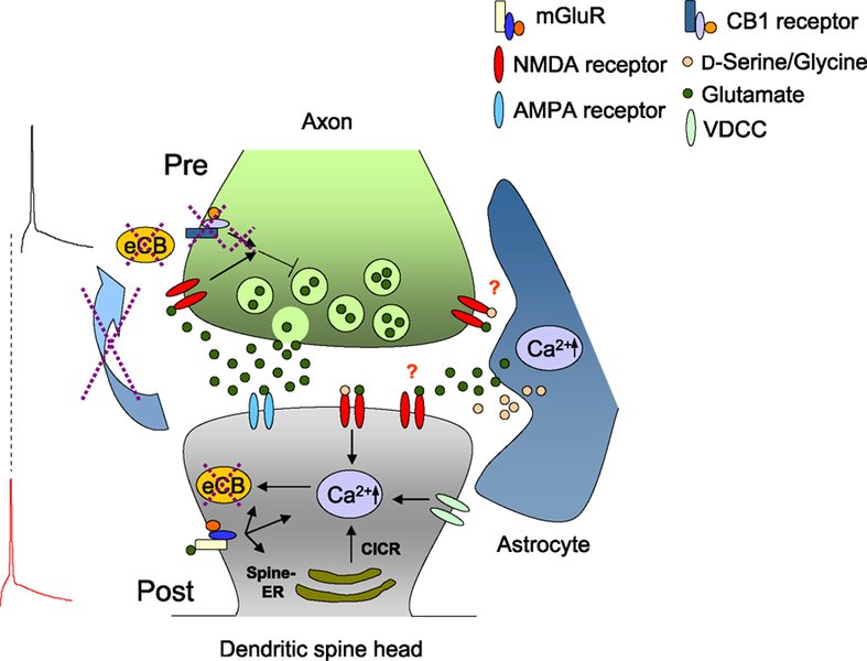 dao-inhibitor-nmdar-function-v0jgu38v