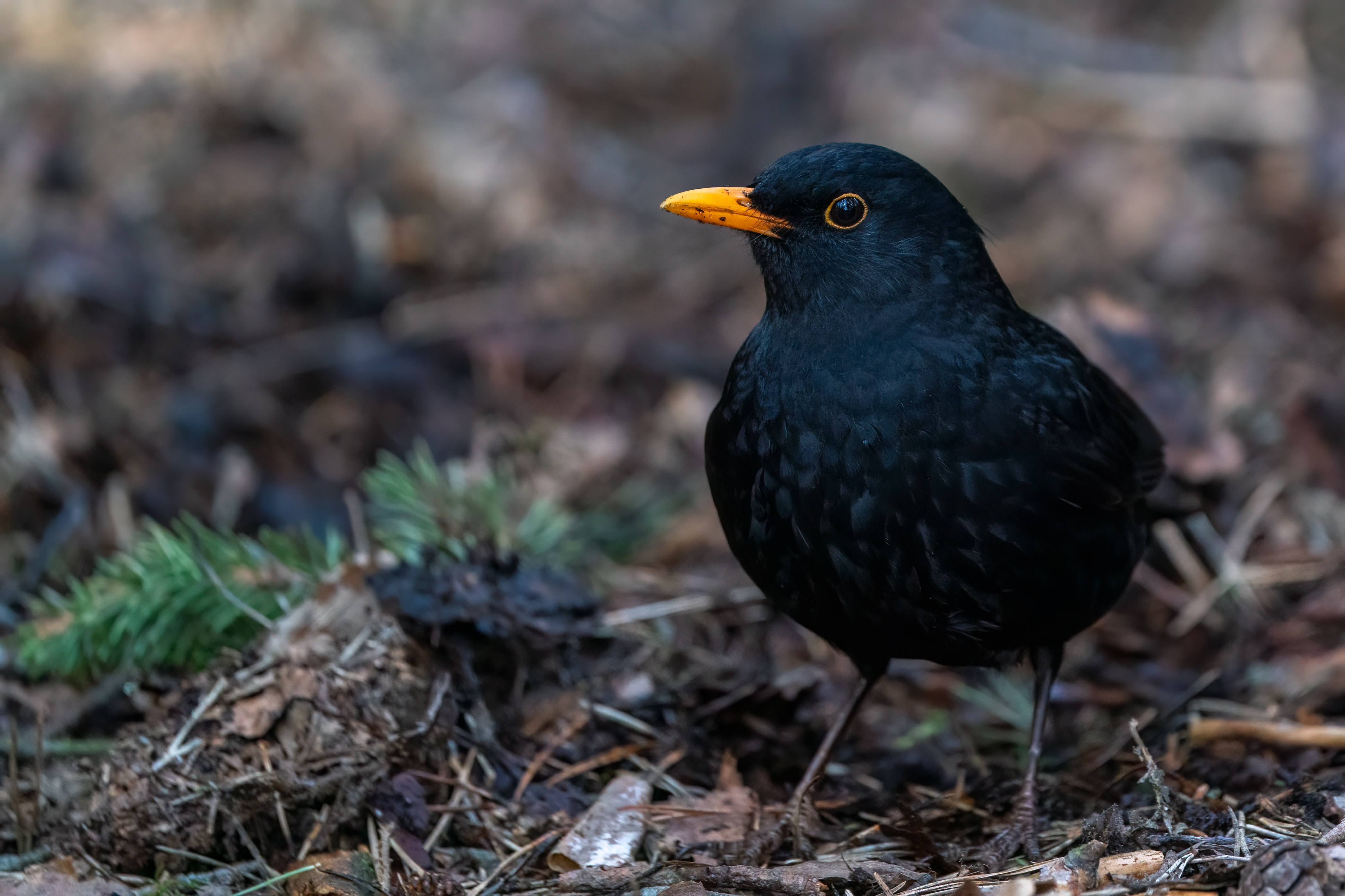 robust blackbird with yellow beak