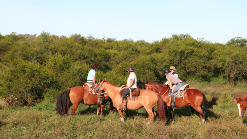 Argentine Pampas Gaucho horse