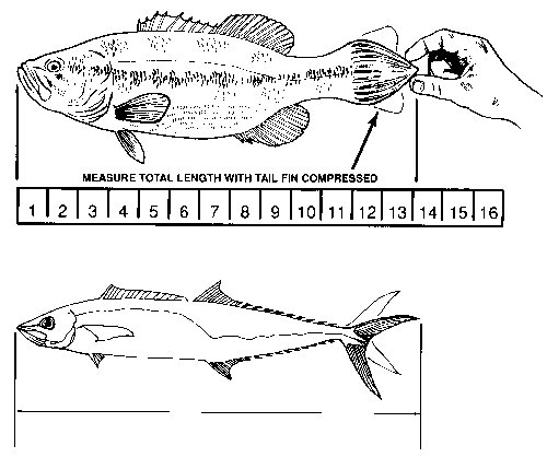 fish length measurement in natural water