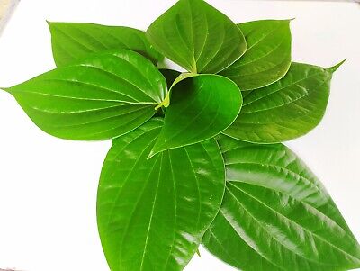 green betel leaves, poultry farm, natural feed materials