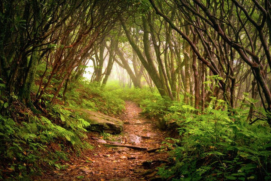 mountainous landscape with forest and path