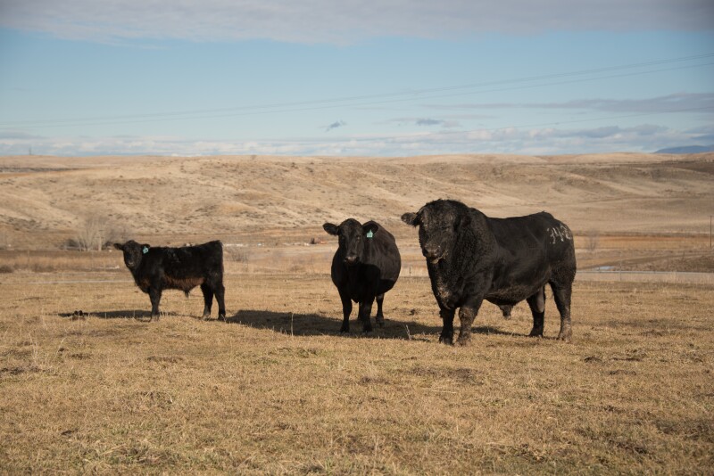 bulls in farm environment