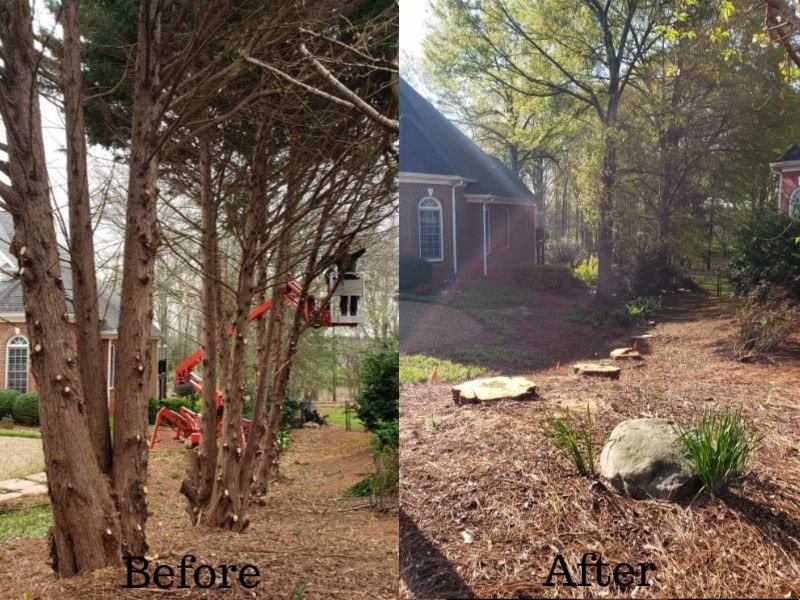 Leyland Cypress trees being removed near a house