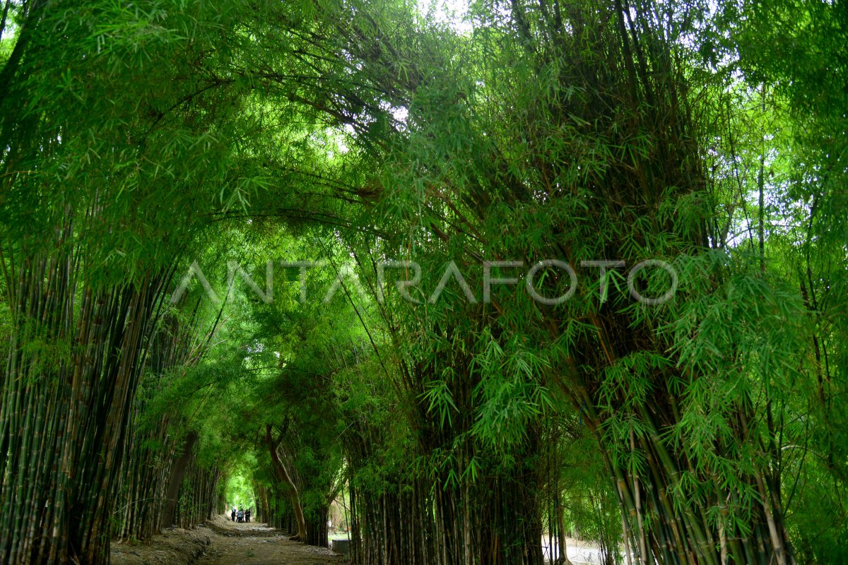 hutan bambu