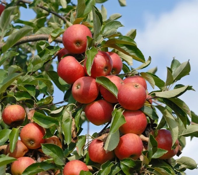 Elstar Äpfel reifen am Baum