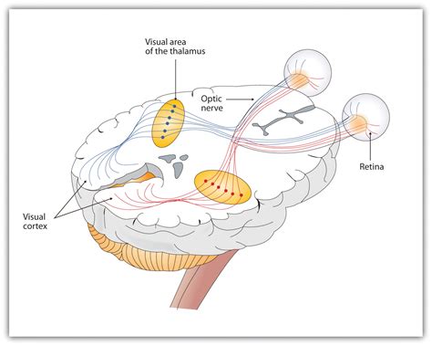 visual cortex anatomy