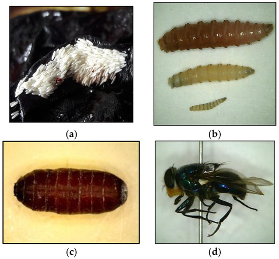 larvae in degradative experimental setup