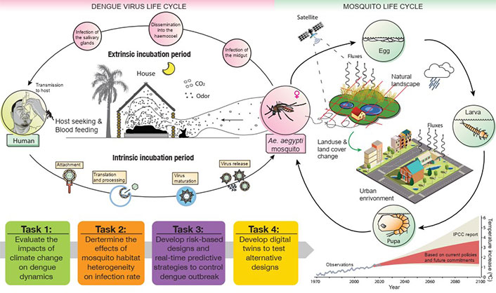 urban dengue vector control