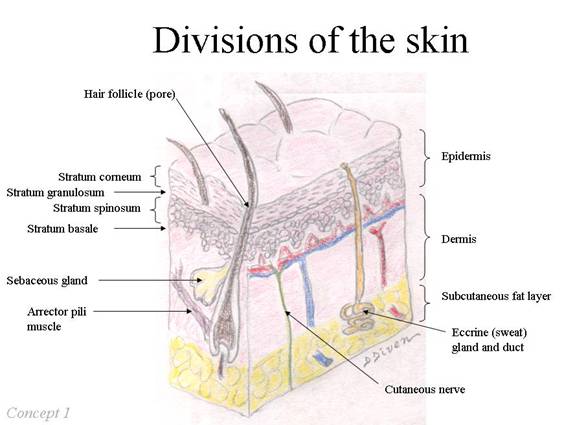 skin anatomy clinical dermatology
