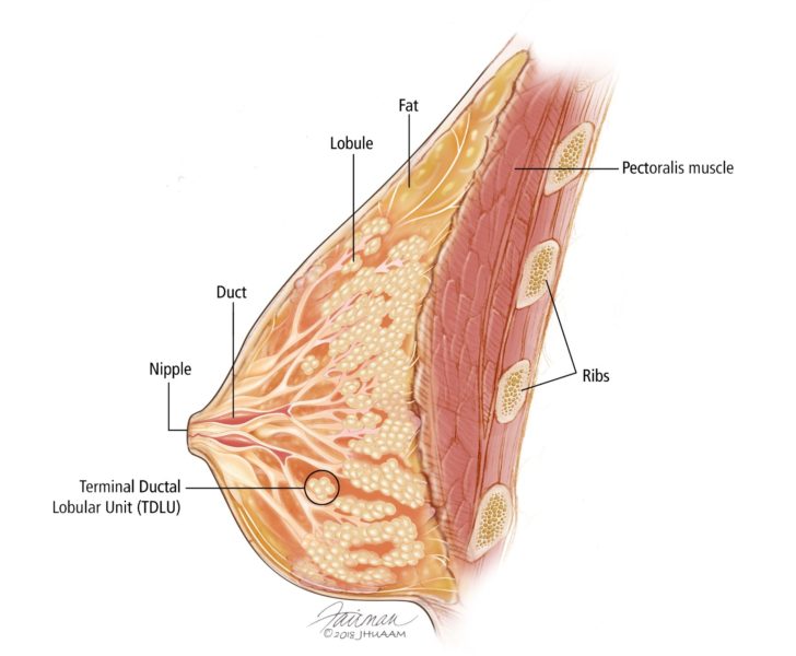 breast anatomy physical structure