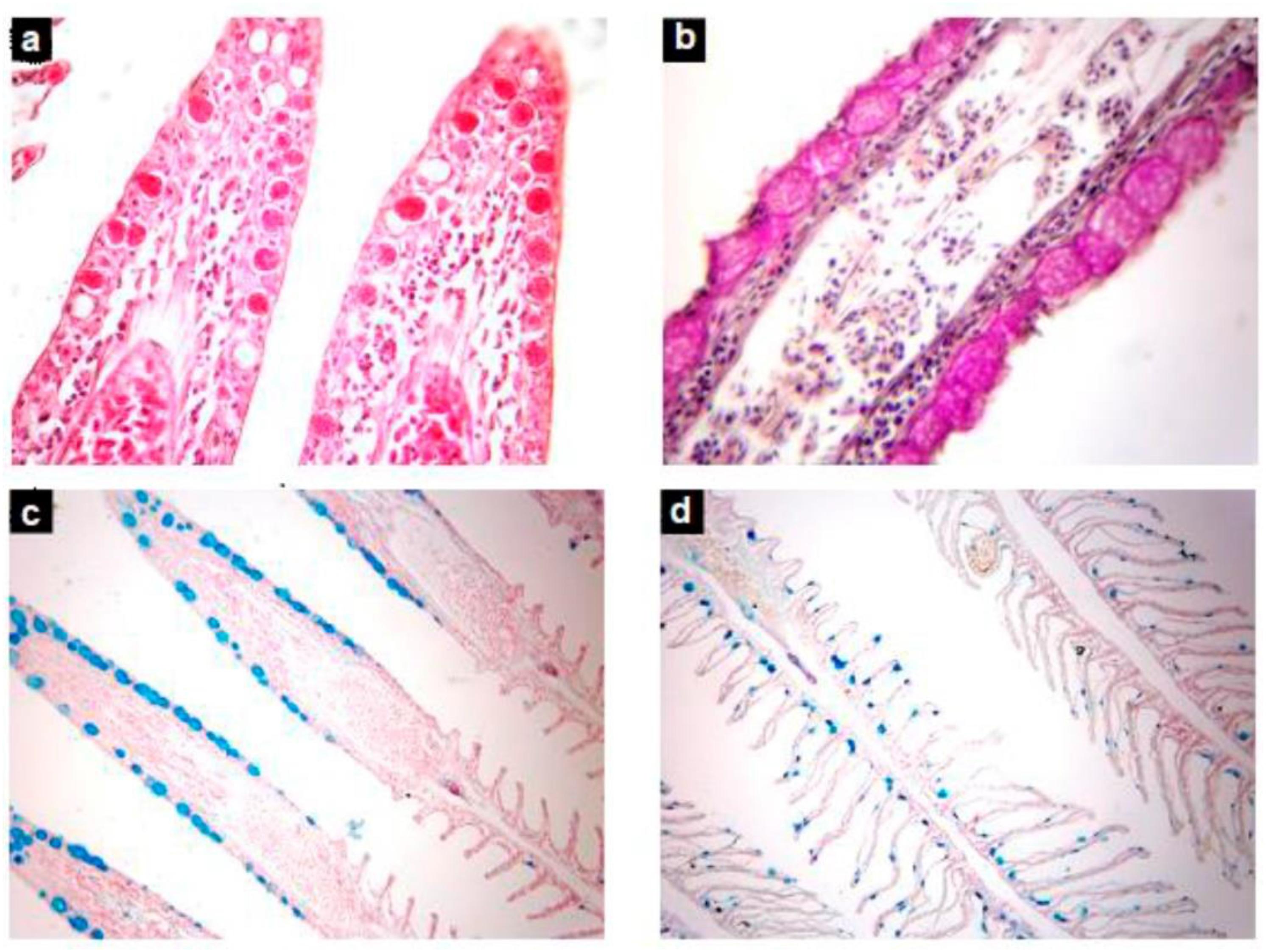 aquatic fish histology tissue sample