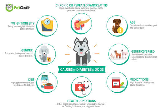 animals diabetes pet care scenery