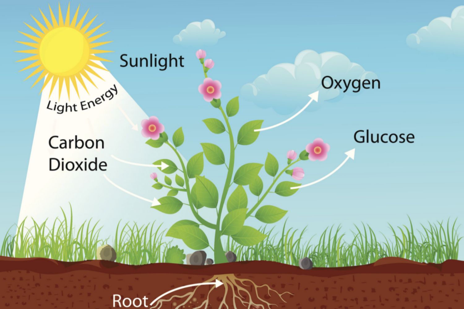 diffusion in nature, plant roots, lung alveoli
