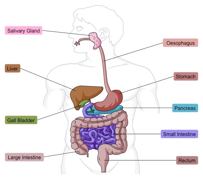 digestive organs diagram