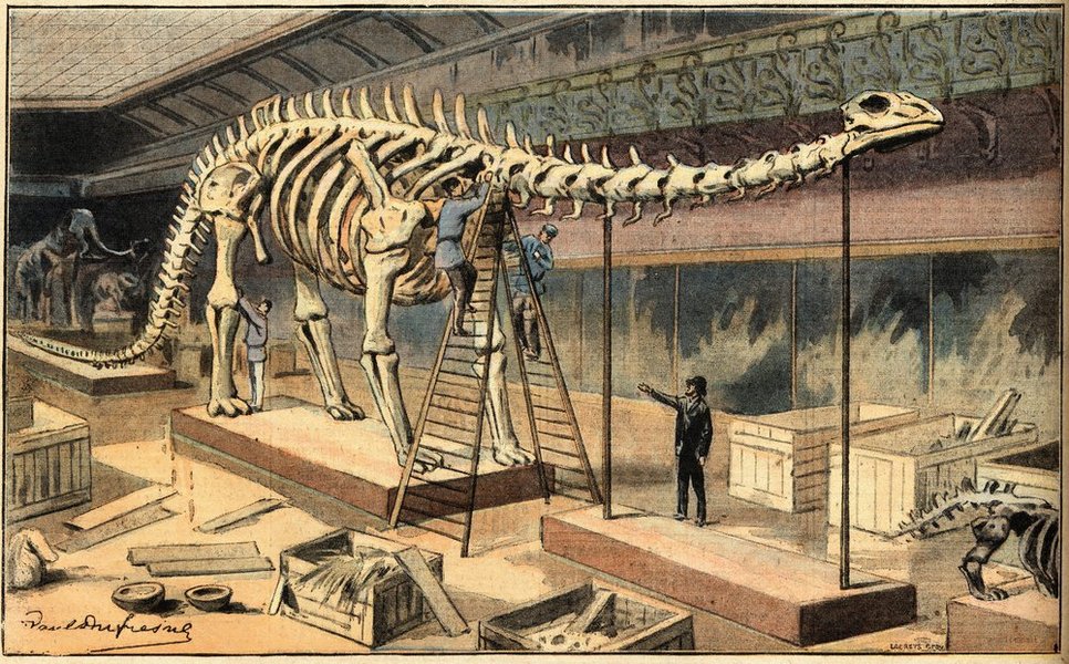 An engraving of a Diplodocus fossil at the Natural History Museum of Paris.