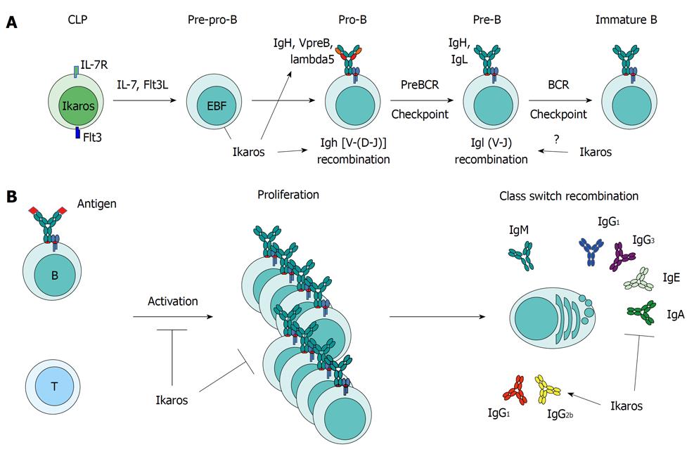 IKAROS transcription factor in human B cells
