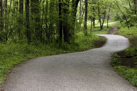 pathway through forest