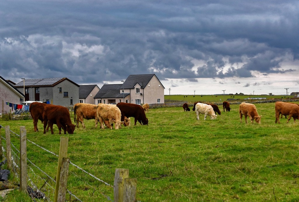livestock farm rural scenery
