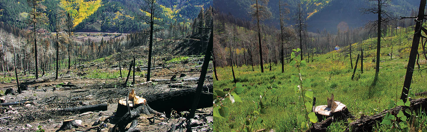 forest recovery after fire