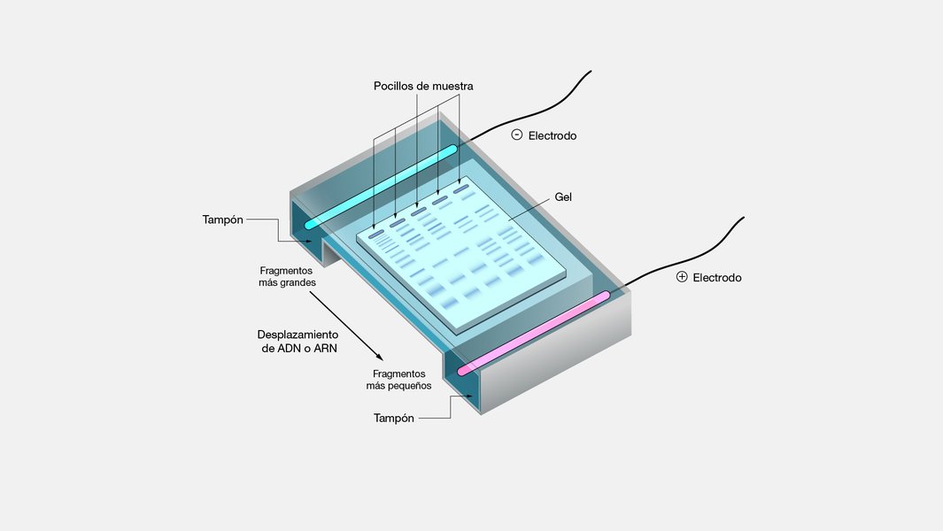 dna-electrophoresis-explained-spanish-hfdv9zm6