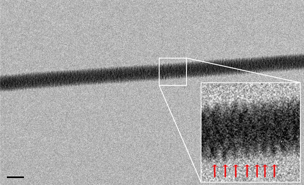 DNA double helix microscope