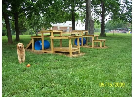 dog outdoor garden play