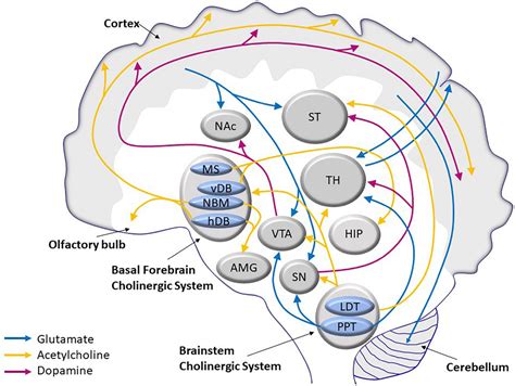 Ithy - Dopamine Reward Prediction Error and Its Role in Human Learning