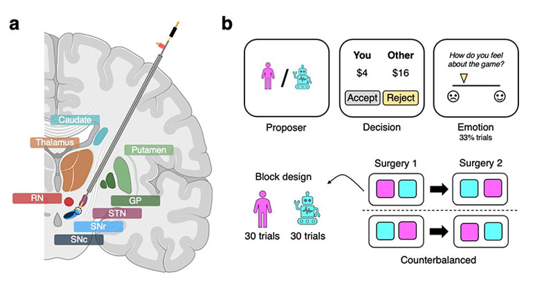 brain dopamine cells social interaction