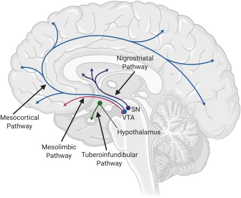 dopaminergic brain pathways