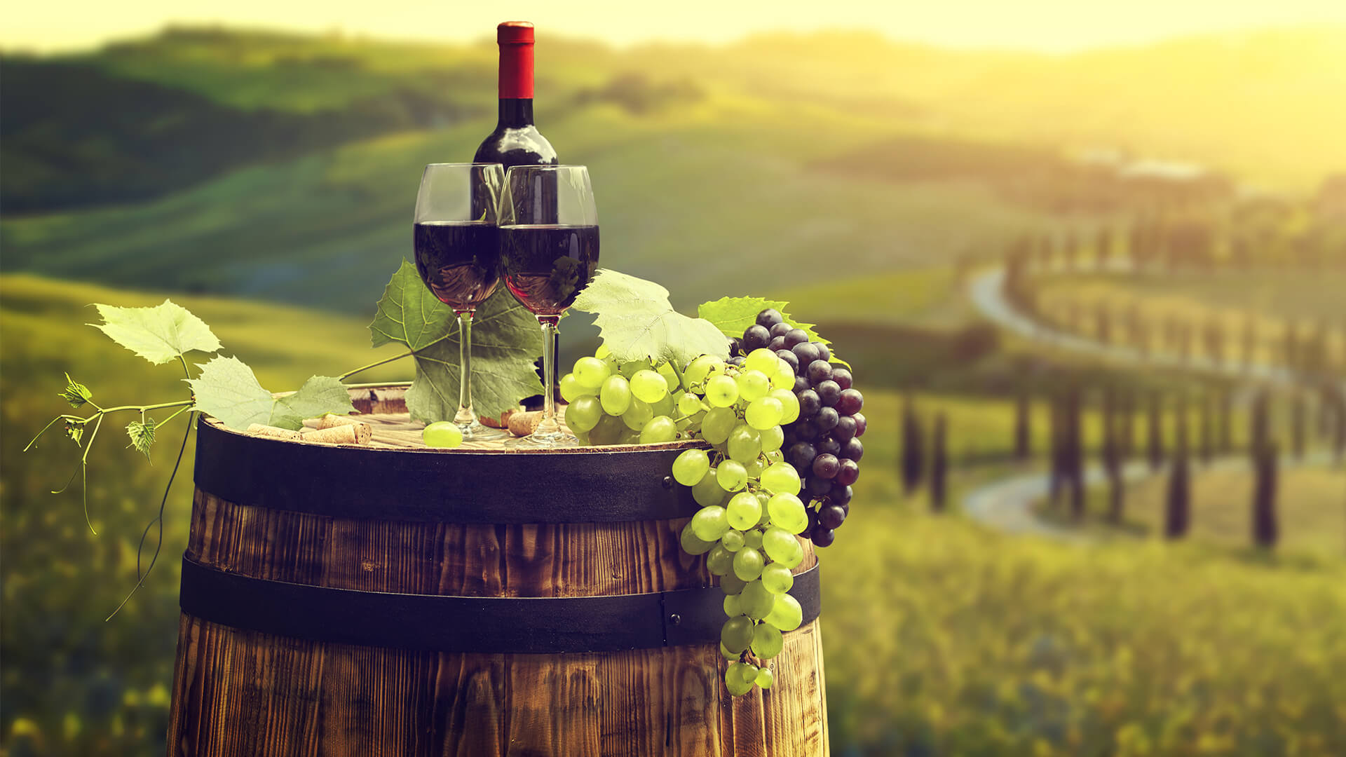 vintage wine bottles in vineyard