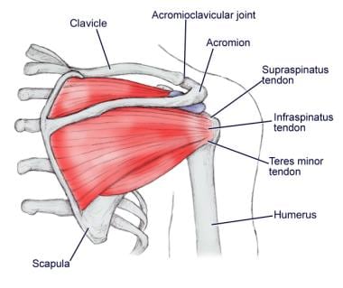 clinical shoulder anatomy