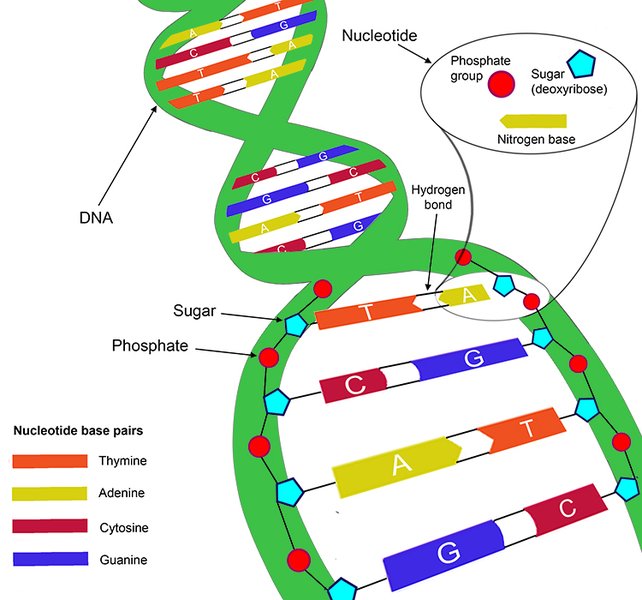 A diagram showing the specific hydrogen bonding between complementary base pairs (Adenine-Thymine and Guanine-Cytosine) in DNA.