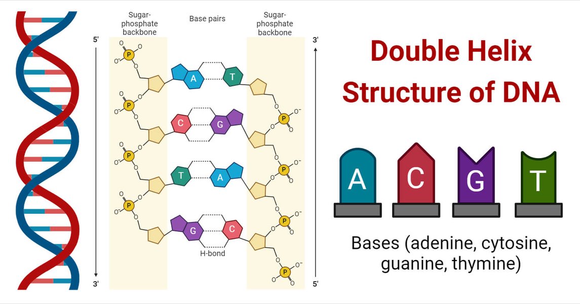 double-helix-dna-structure-tvoot60b