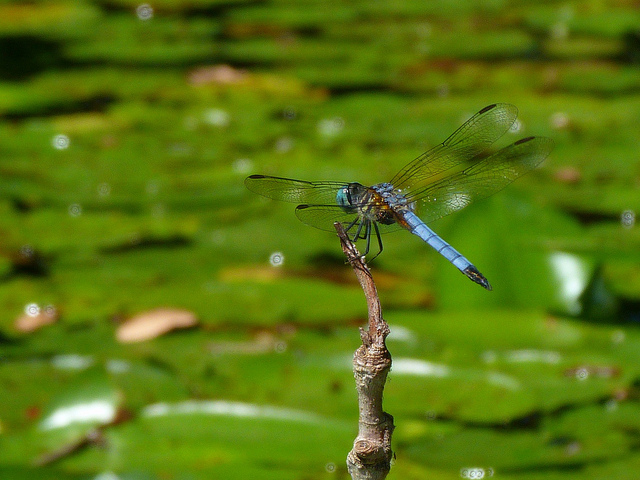 dragonfly and water landscape