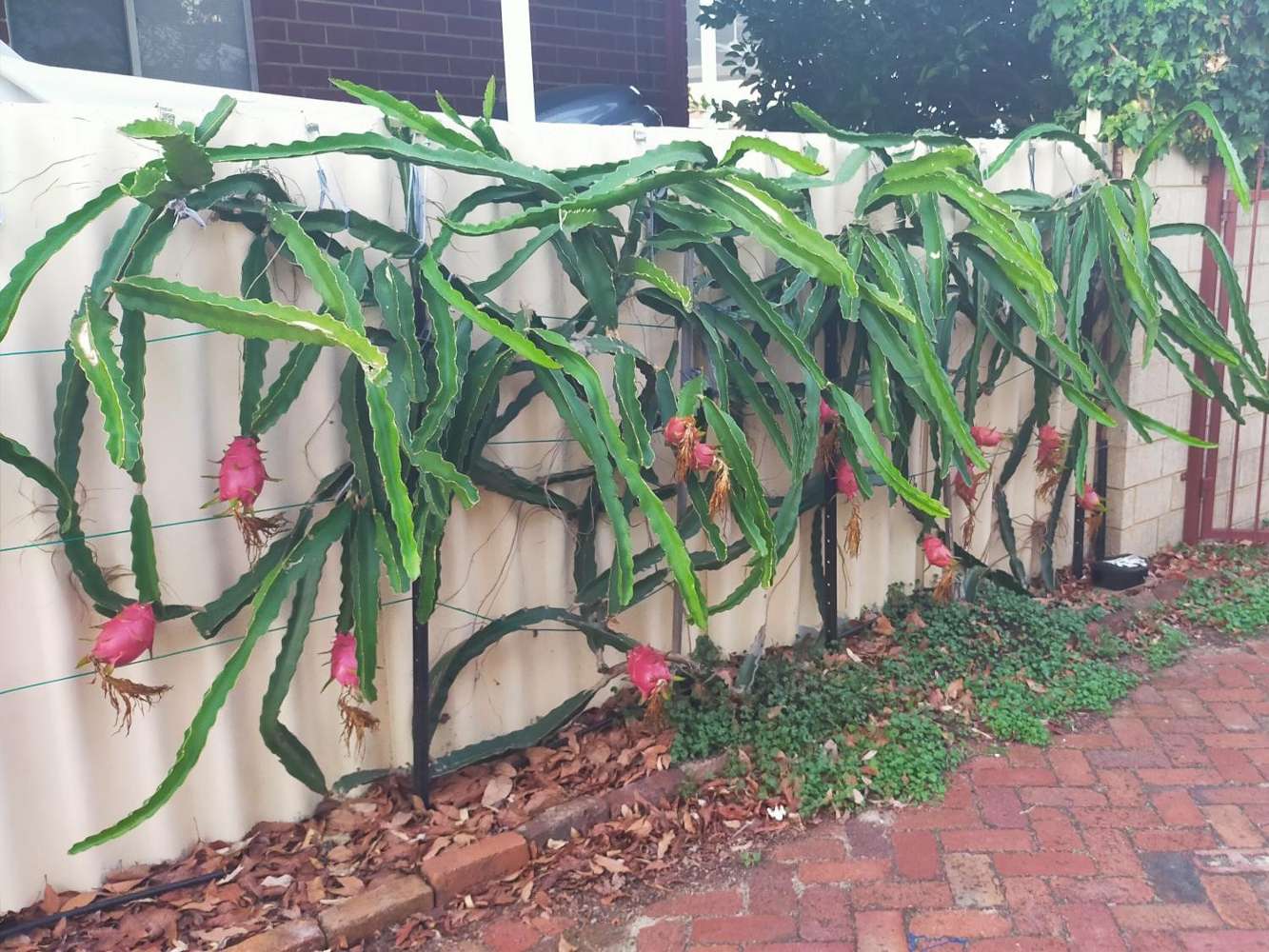 dragon fruit plant trellis pruning